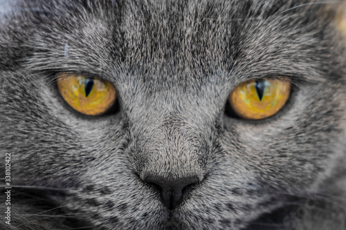 grey british cat face with orange eyes in detail