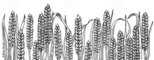 Hand drawing. Spikelets of wheat set. Outline. Vector. Drawn in pencil, ink, felt-tip pen, marker on paper. Sketch engraving. Retro style. Isolated on a transparent background. With leaves. Straw.