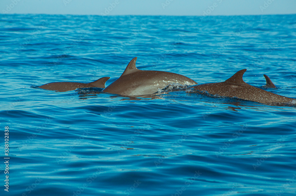 Fototapeta premium Delfin Mazunte Oaxaca