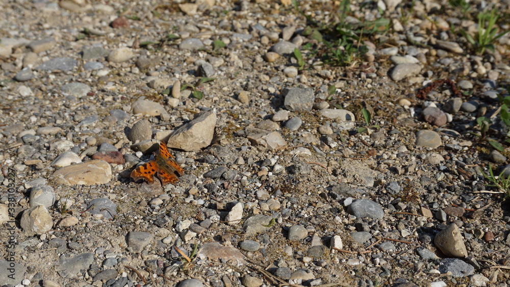 Schmetterling auf Feldweg Schmetterling auf Feldweg