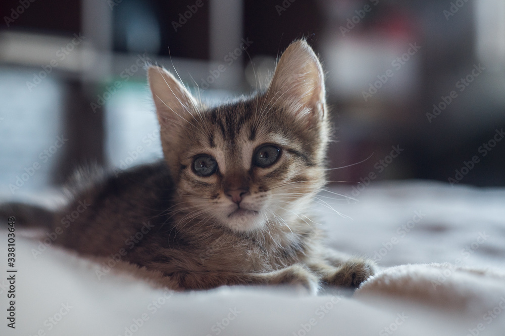 Little cute brown kitten is sitting on the bed. Little Short hair cat on the bed.
