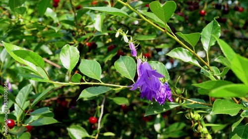 Bell flower next to a cherry tree