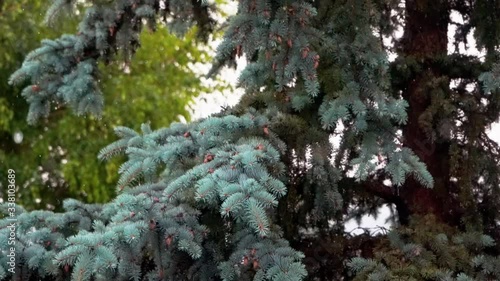 Blue spruce gets wet in the rain