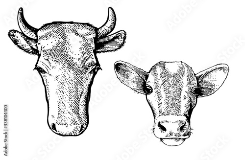 Hand drawing. Head cow and calf. Black Outline. Vector. Drawn in pencil, ink, felt-tip pen, marker on paper. Sketch engraving. Retro style. Isolated on white background. Packaging design element.