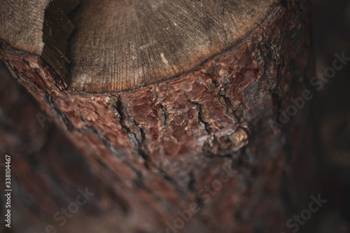 Cut pine and other brown trees in the forest. © Дмитрий Чапурин