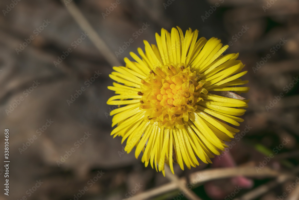 Tussilago farfara flower close-up in the rays of the bright sun. A photo of nature in early spring. Tussilago farfara flower close-up in the rays of the bright sun. A photo of nature in early spring.