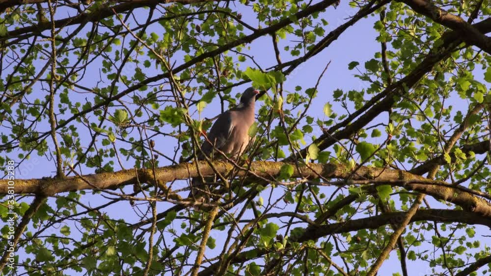 A pigeon enjoying the view on the branches in a sunny day, zoom in effect A pigeon enjoying the view on the branches in a sunny day, zoom in effect