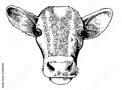 Hand drawing. The head of the calf. Black Outline. Vector. Drawn in pencil, ink, felt-tip pen, marker on paper. Sketch engraving. Retro style. Isolated on a white background. Packaging design element.