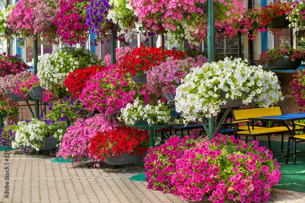 Potted flowers on the street. Beautiful street decorated with flowers. Spring flowers in pots on display in shop.