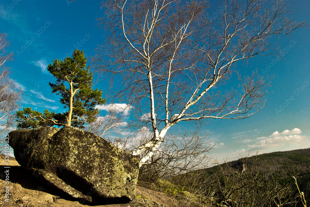 forest, rocky mountains and blue sky forest, rocky mountains and blue sky