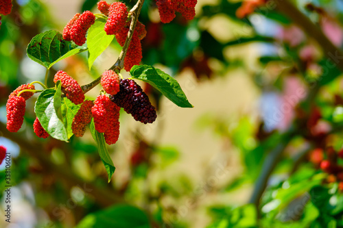 ripening fruits on the branches of a mulberry tree