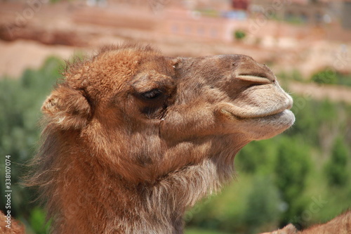 Camel close up.  Camel in the desert. 