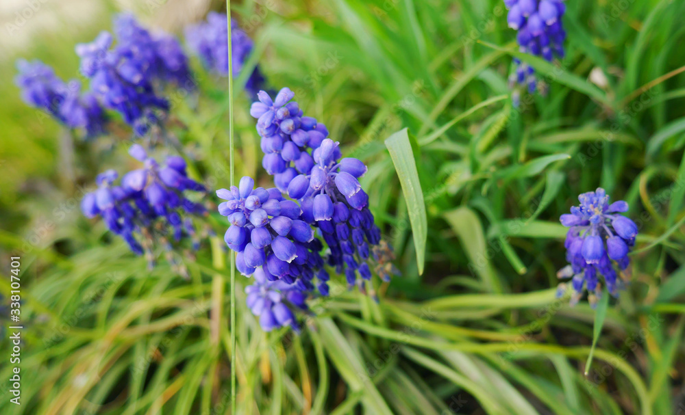 Nature photo blooming blue muscari with green colors Nature photo blooming blue muscari with green colors