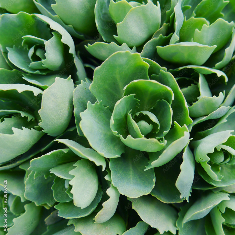 Rosetta stone-crop, or Sedum rosetta. Close-up photo of its small green leaves. Succulent plant in the botanical garden. Rosetta stone-crop, or Sedum rosetta. Close-up photo of its small green leaves. Succulent plant in the botanical garden.