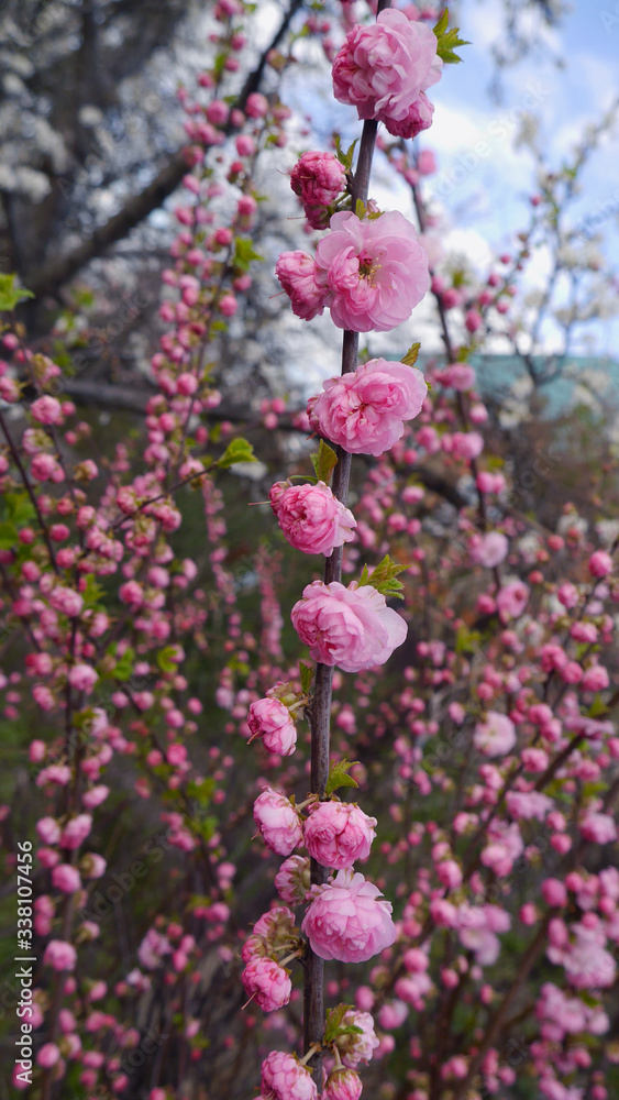 Fototapeta premium Pink double blooming almond blossomed in the garden in the spring.