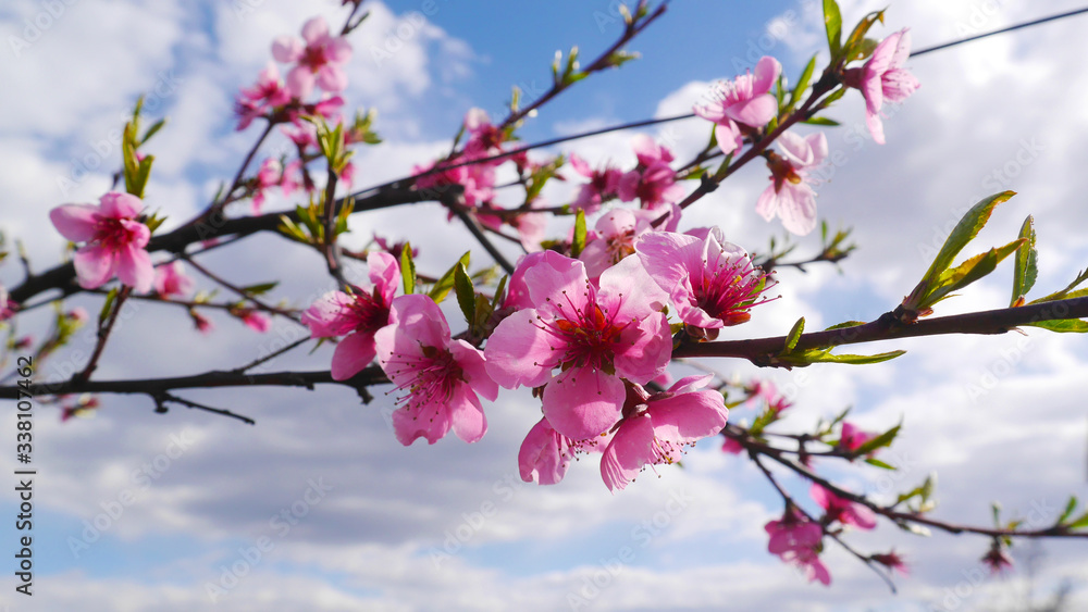 Peach flowers blooming in the peach grove in spring. Blooming branch of the fruit tree. Peach Blossoms Blooming on. Fruit tree. Beautiful peach flowers close up. Peach flowers blooming in the peach grove in spring. Blooming branch of the fruit tree. Peach Blossoms Blooming on. Fruit tree. Beautiful peach flowers close up.