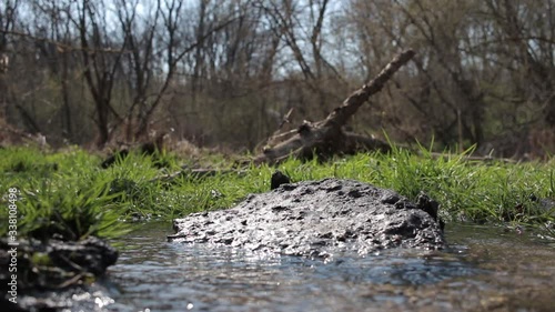 Forest stream. Streams of water in the forest. Water runs along a forest stream on a summer day. Streams of water between the leaves of grass and forest bushes.