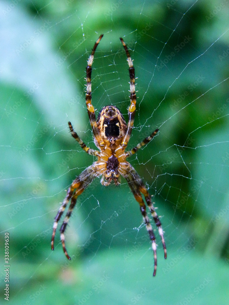 Spinne Spinne