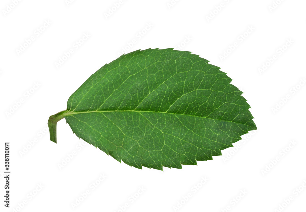 Rose leaf isolated on white background with clipping path Rose leaf isolated on white background with clipping path