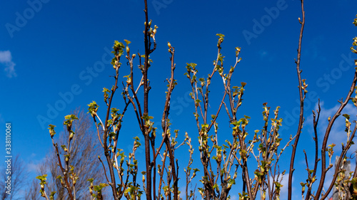 buds on a currant Bush against the blue sky