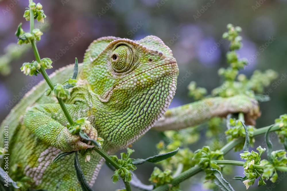 Obraz premium chameleon on a branch