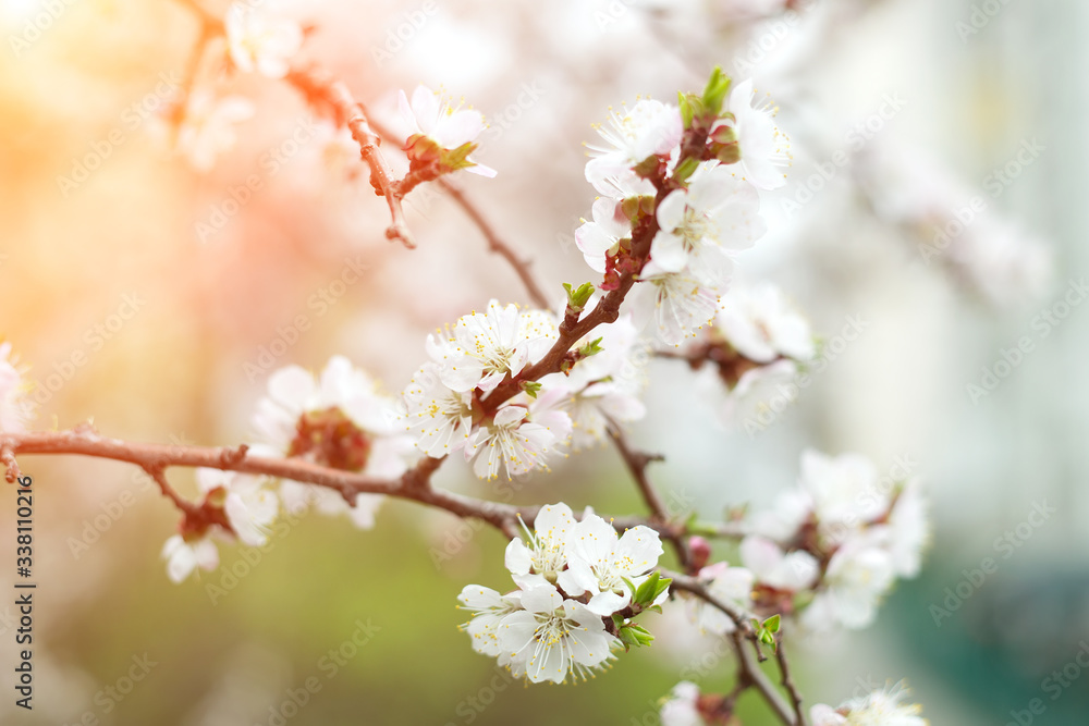 Blurred image background nature. Flowers apricot tree over nature background. Spring flowers. Spring nature background sunset. Blurred image background nature. Flowers apricot tree over nature background. Spring flowers. Spring nature background sunset.