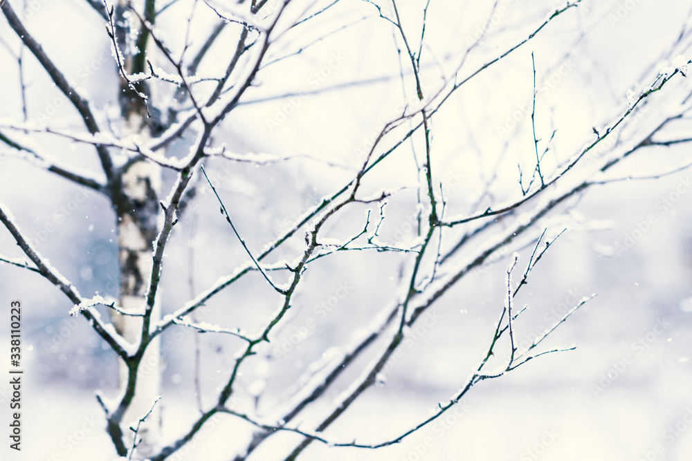 Snow covered branches of the birch