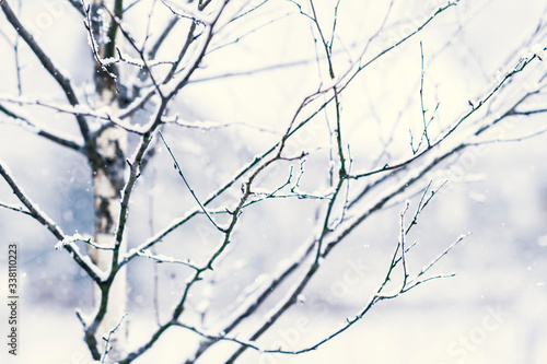 Snow covered branches of the birch