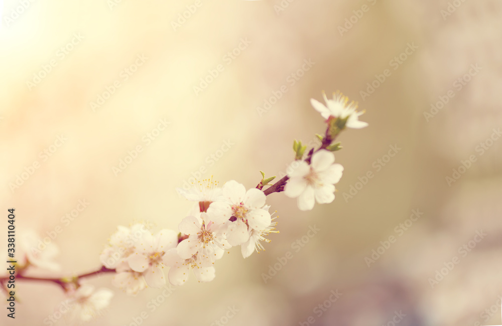 Blurred image background nature. Flowers apricot tree over nature background. Spring flowers. Spring nature background sunset. Blurred image background nature. Flowers apricot tree over nature background. Spring flowers. Spring nature background sunset.