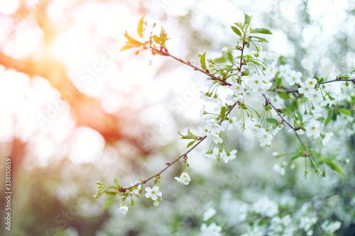 Flowers cheery tree over nature background. Spring flowers. Spring nature background sunset. Blurred background nature.