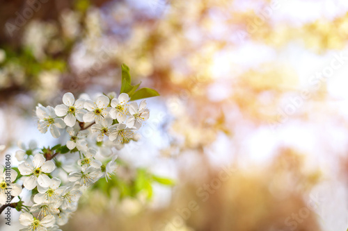 Flowers cheery tree over nature background. Spring flowers. Spring nature background sunset. Blurred background nature.