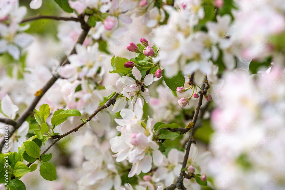 Sakura Cherry / Japanische Kirschblüte