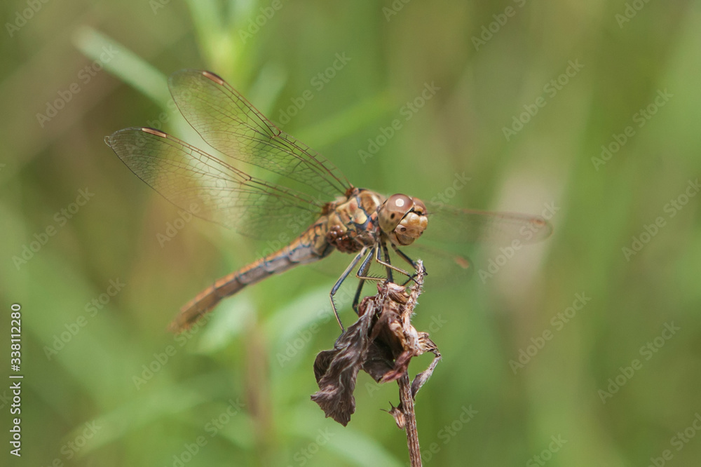 Fototapeta premium Libelle, Odonata