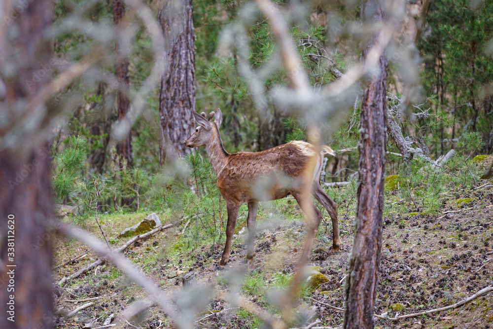 A young deer that wanders among the pine trees in the forest, resting and sustaining its life A young deer that wanders among the pine trees in the forest, resting and sustaining its life