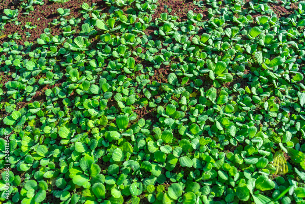 Natural green Eco background of grass in the dew. Vegetation in rice fields. Natural green Eco background of grass in the dew. Vegetation in rice fields.
