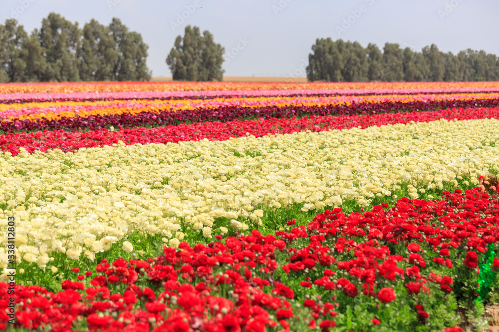 Bright colored stripes of asian buttercup front of trees Bright colored stripes of asian buttercup front of trees