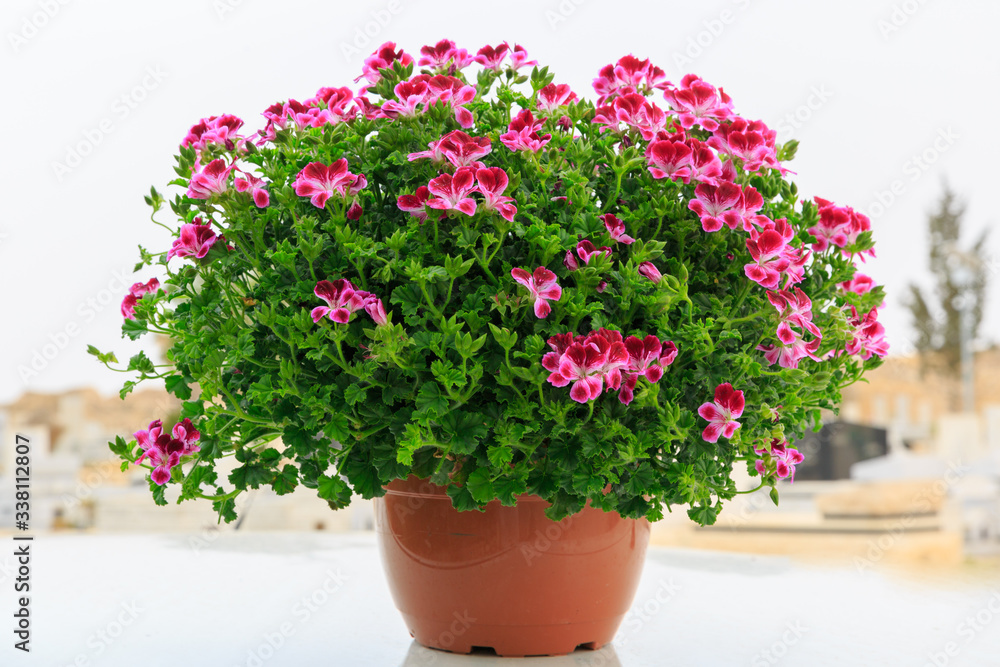 French geranium in pot at street