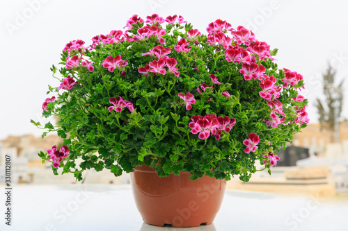 French geranium in pot at street