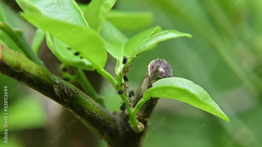 Aphids on young lemon tree leaves, pulsating Aphids on young lemon tree leaves, pulsating