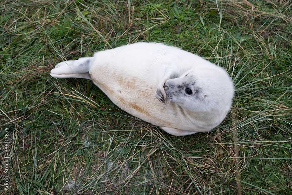 White baby grey seal playing on the grass White baby grey seal playing on the grass