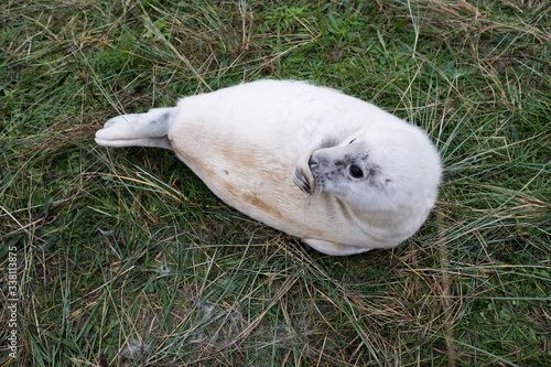 White baby grey seal playing on the grass