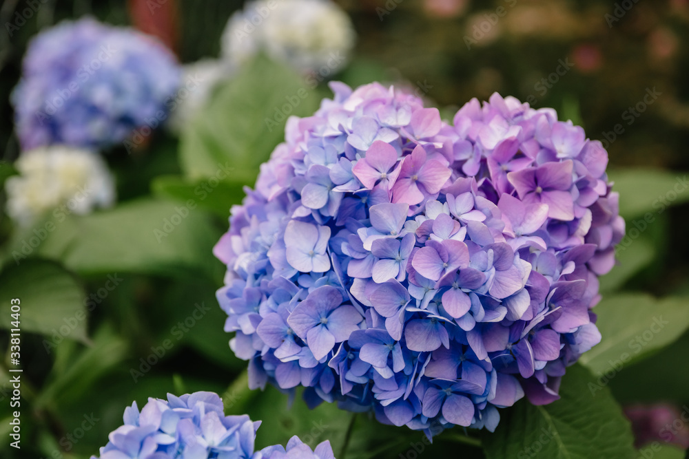 Violet and blue hydrangea macrophylla flower in a garden. A lush bush adorns the garden with its beautiful flowers bud.