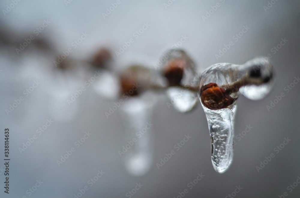 icicles on a tree icicles on a tree