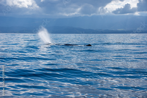 Humpback whale seen from a boat off of Kaikoura, New Zealand