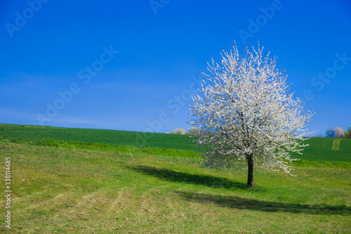 a single blooming apple tree in spring on a meadow