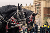 Konie dorożka w Krakowi