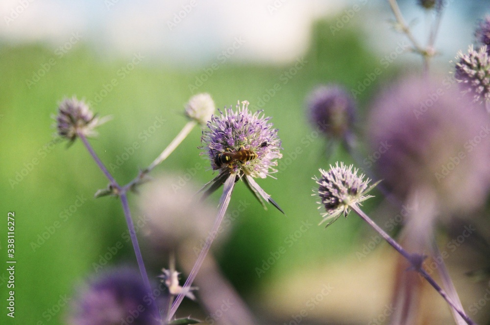 bee on thistle bee on thistle