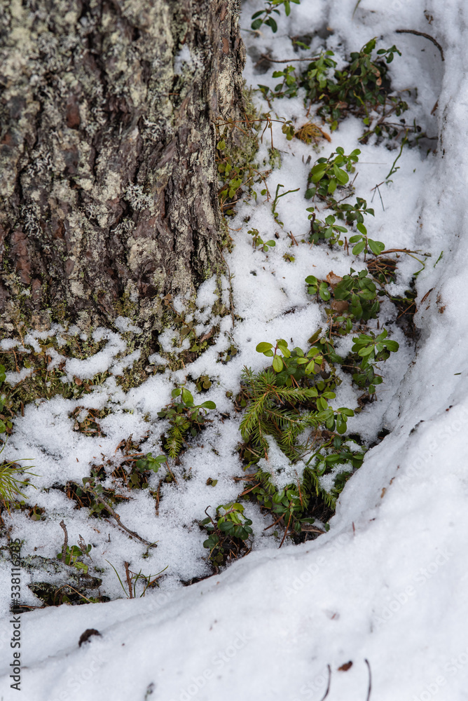 Thawed patch with bushes of cranberries on it.