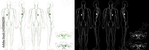Human Anatomy Male Lymphatic Immune System With Outline