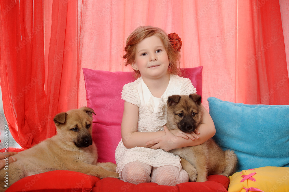 Obraz premium little girl plays with two puppies